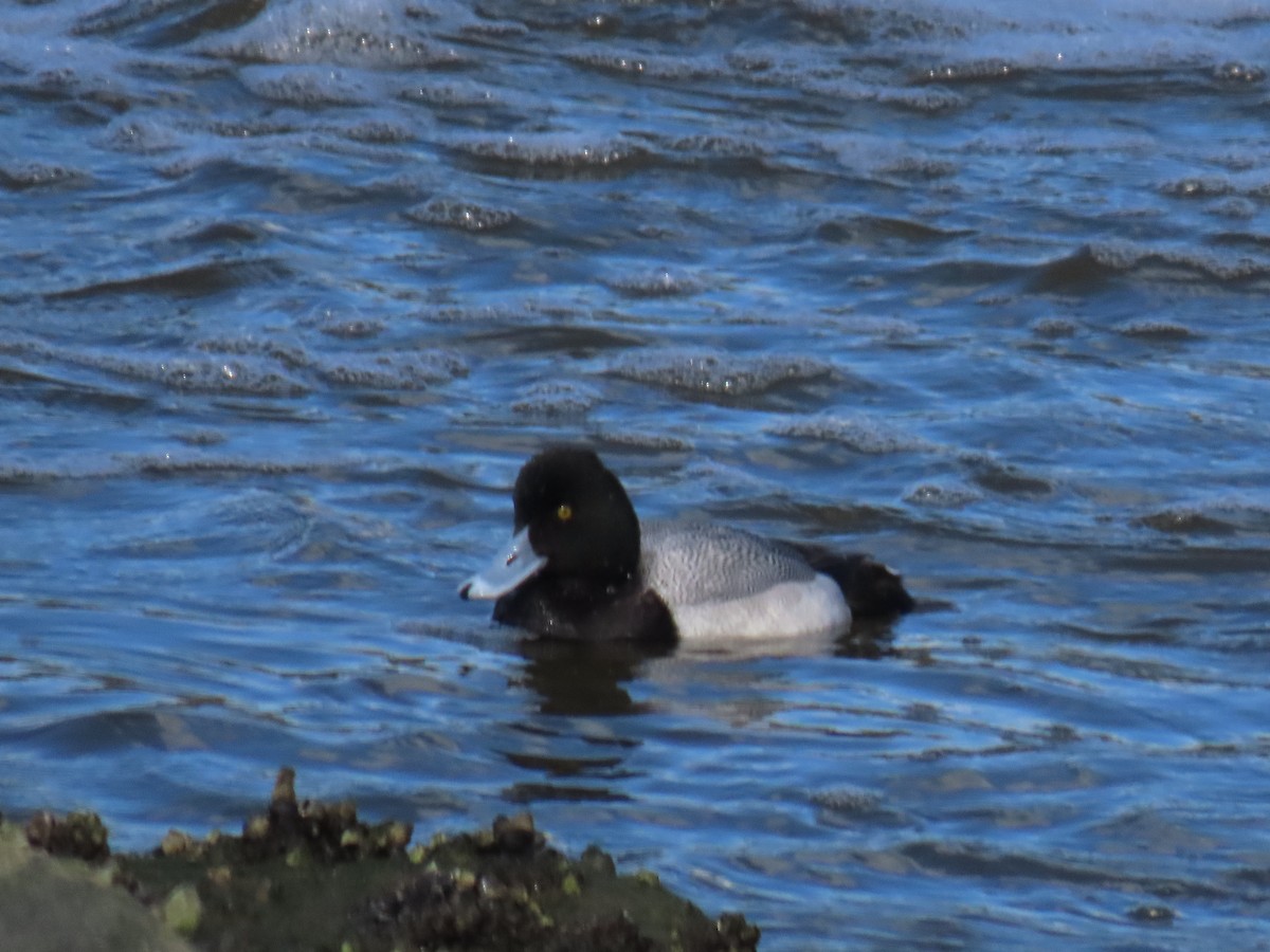 Ring-necked Duck - Edie Shaw