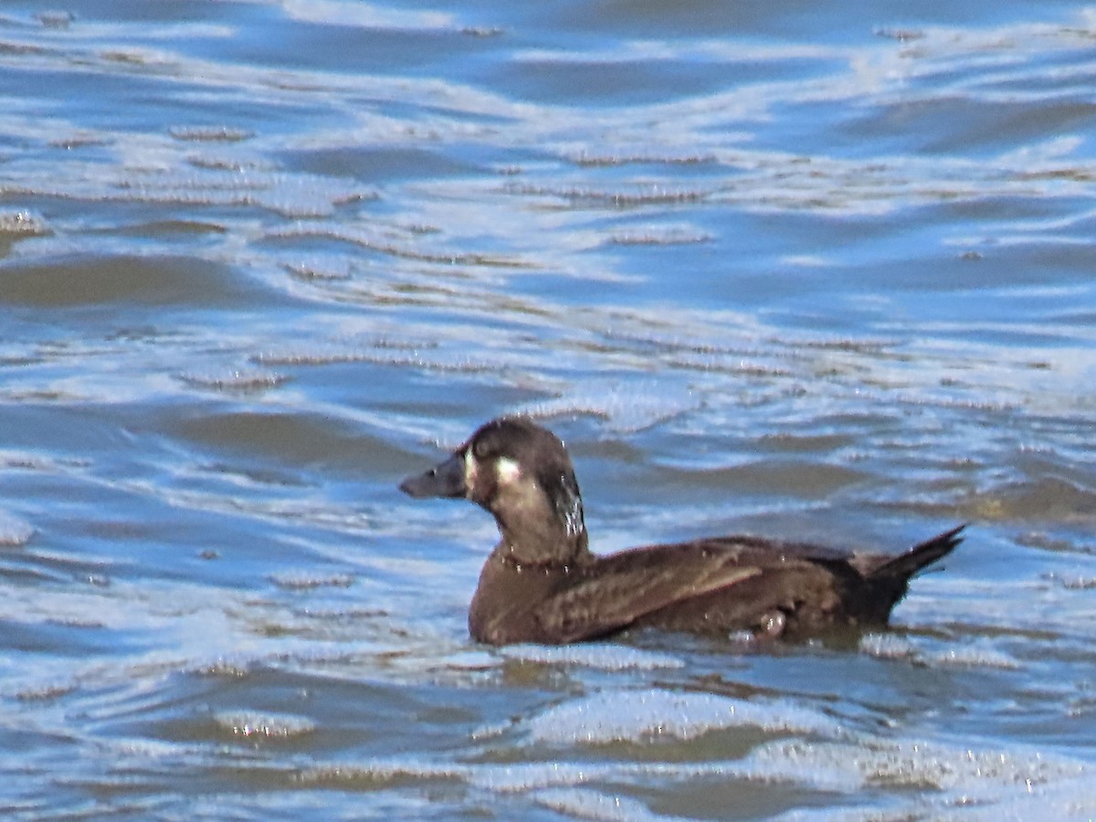 Surf Scoter - Edie Shaw