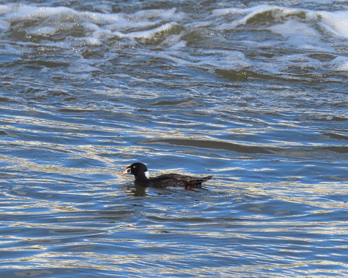 Surf Scoter - Edie Shaw