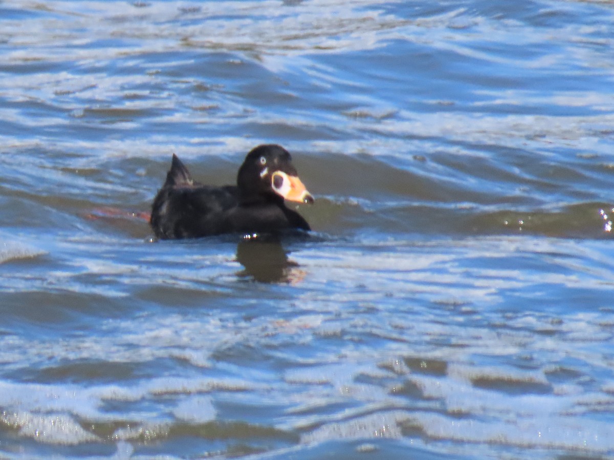 Surf Scoter - Edie Shaw