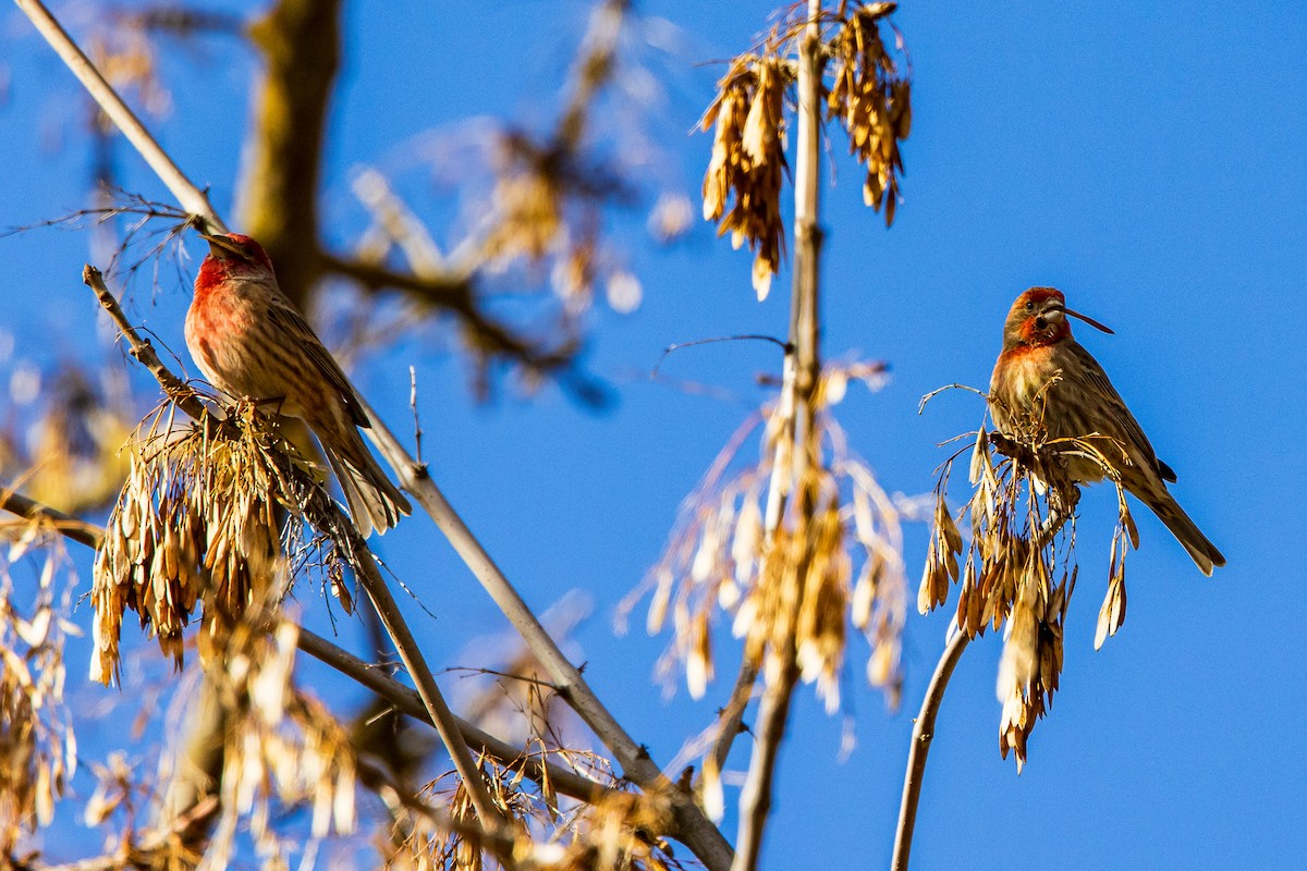 House Finch - ML615651805