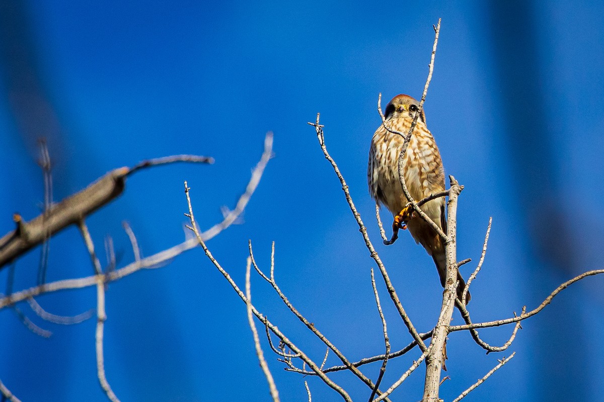 American Kestrel - ML615651820