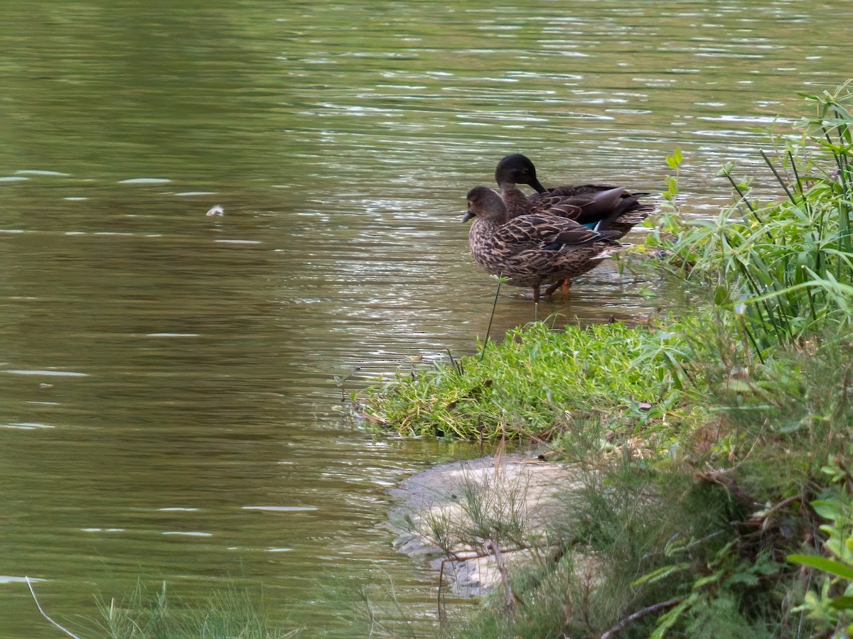 Canard des Hawaï - ML615651835