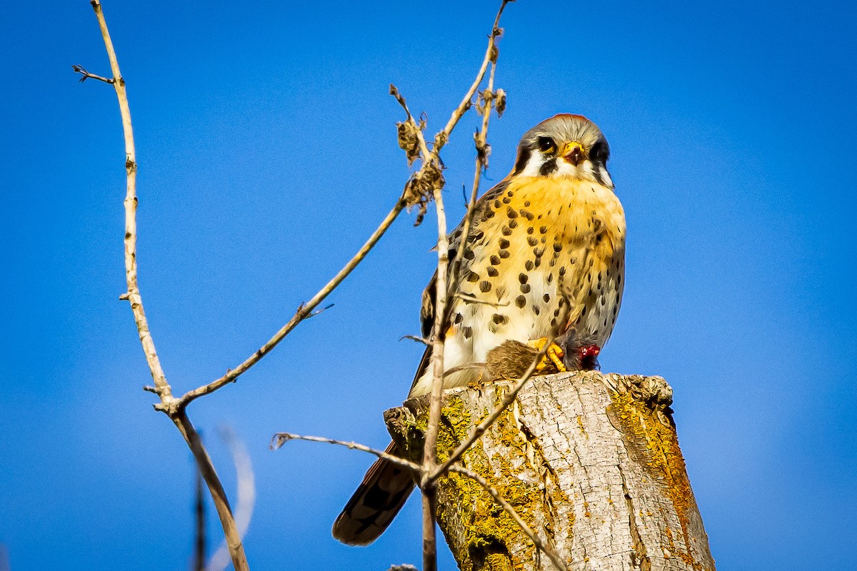 American Kestrel - ML615651850