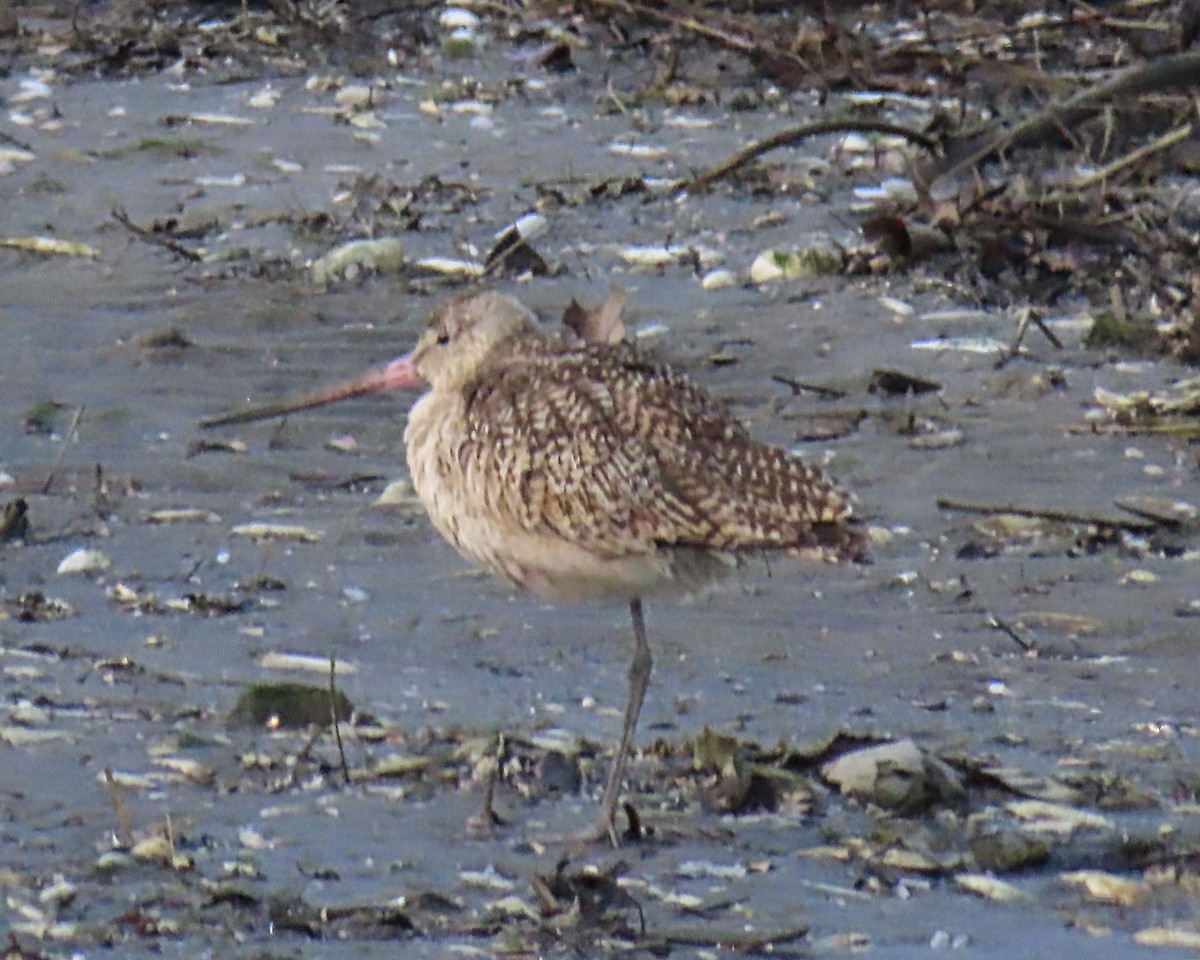 Marbled Godwit - Edie Shaw