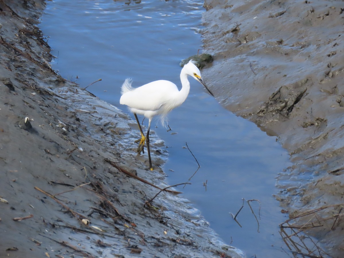 Snowy Egret - Edie Shaw