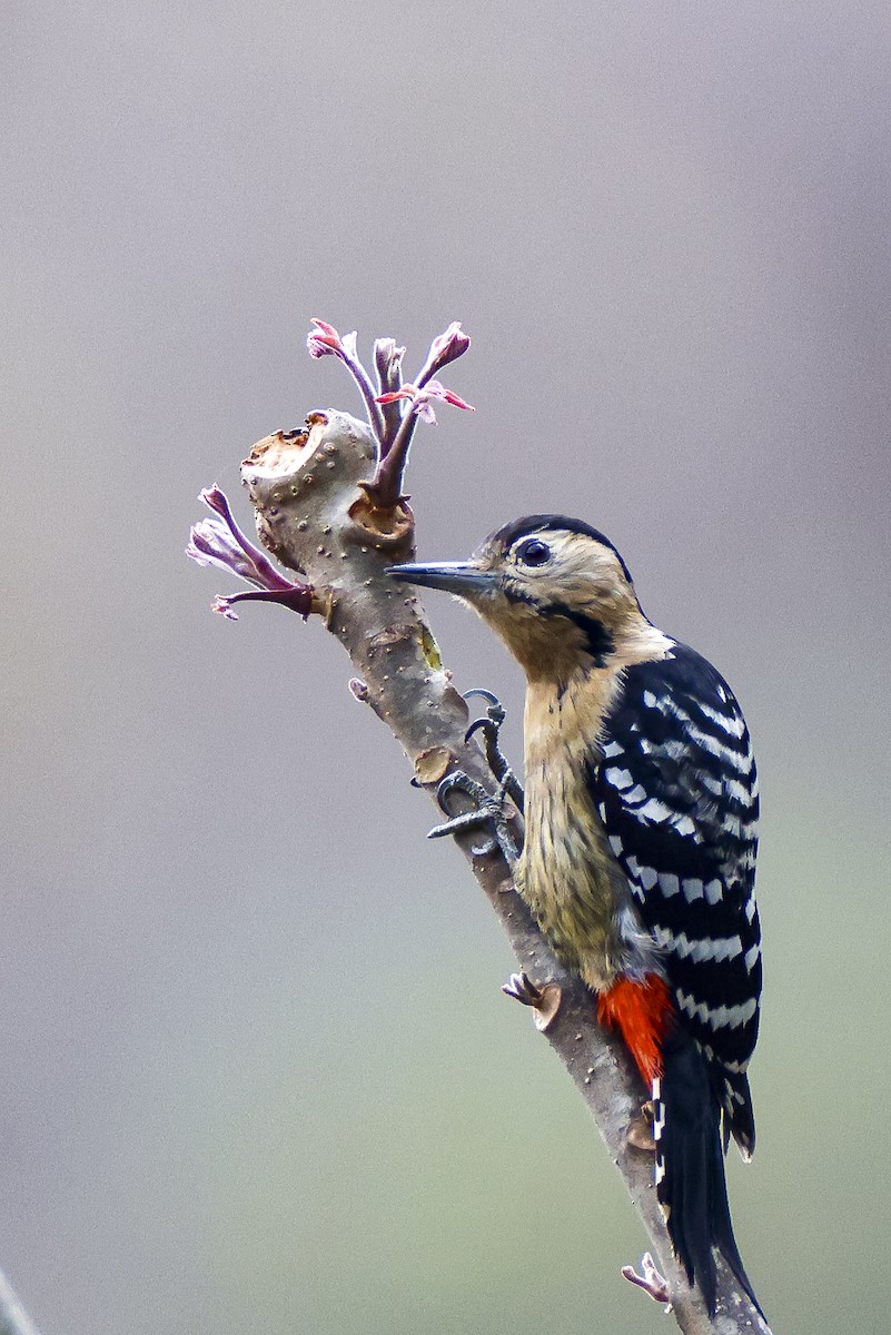 Fulvous-breasted Woodpecker - ML615651911