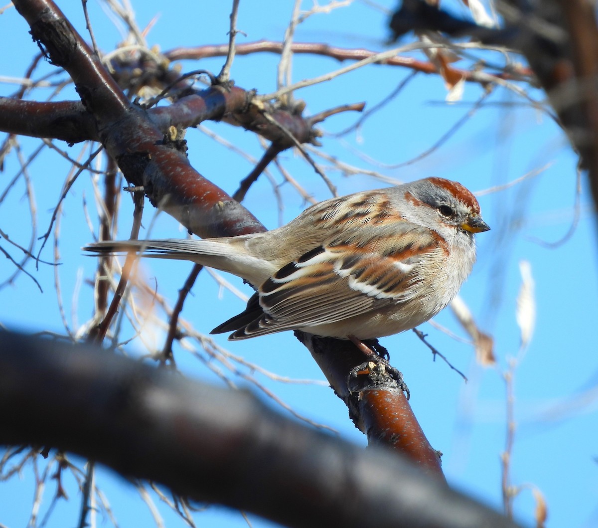 American Tree Sparrow - ML615651926