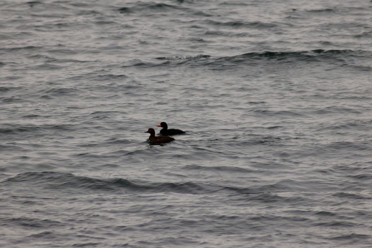 Black Scoter - Chance Yan