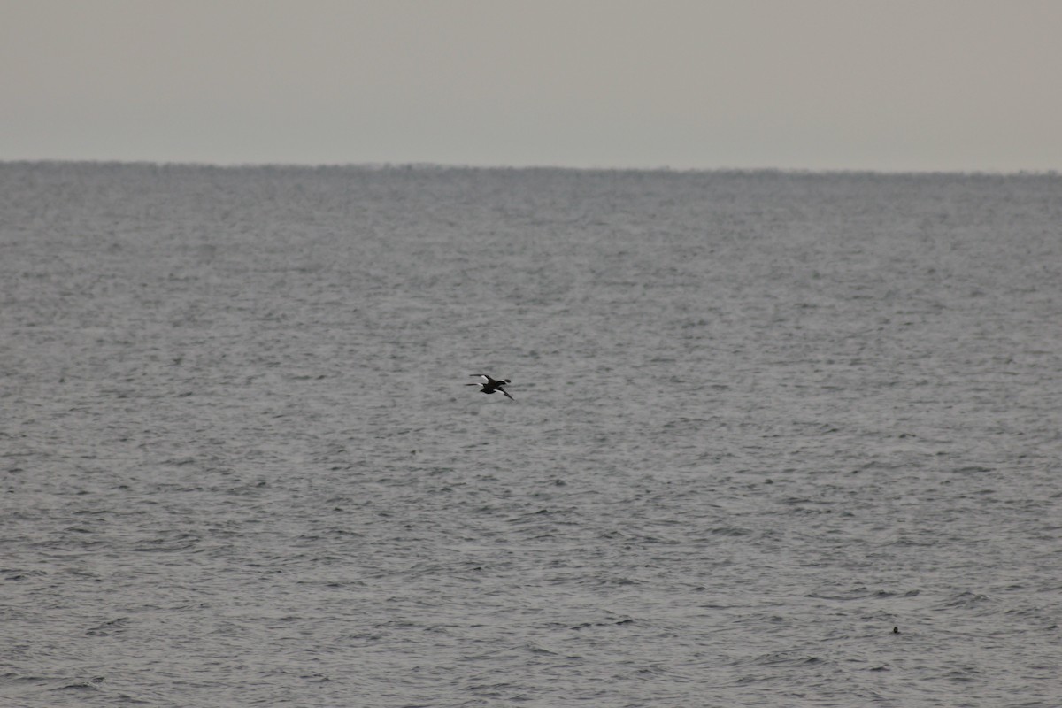 White-winged Scoter - Chance Yan