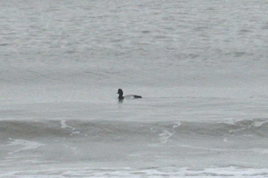 Lesser Scaup - ML615651974