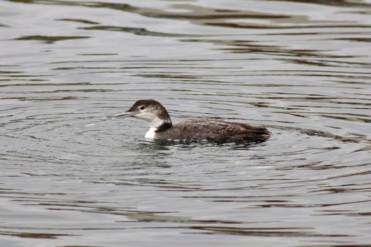 Common Loon - Chance Yan