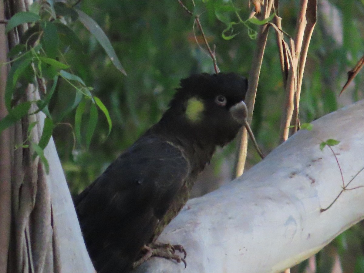 Yellow-tailed Black-Cockatoo - ML615652001