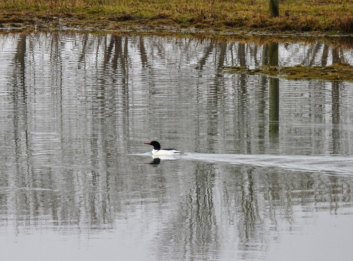 Common Merganser - ML615652044