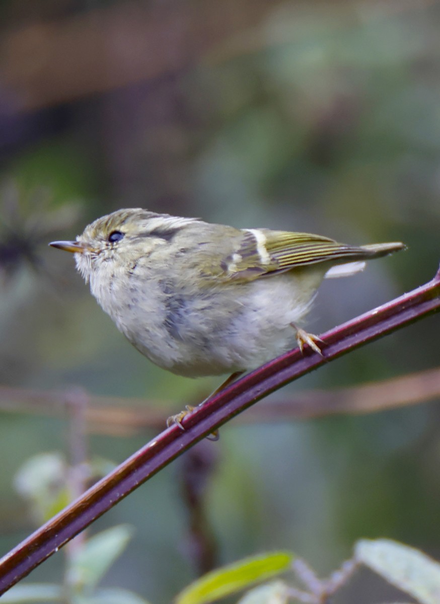 Lemon-rumped Warbler - ML615652054