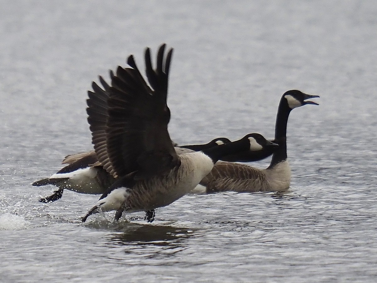 Canada Goose - ML615652069