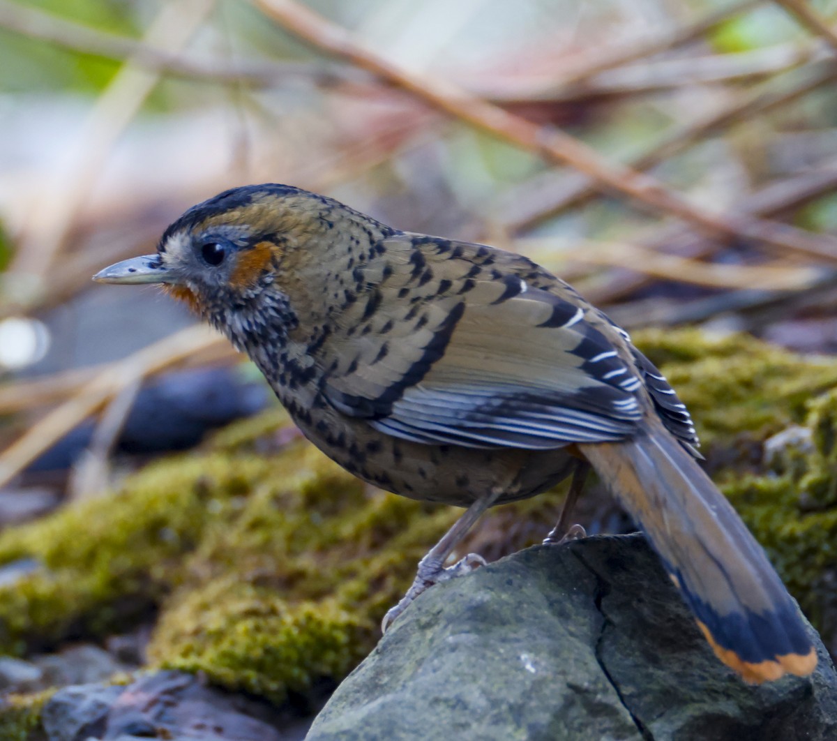 Rufous-chinned Laughingthrush - ML615652202