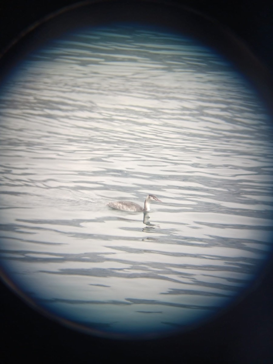 Great Crested Grebe - ML615652223