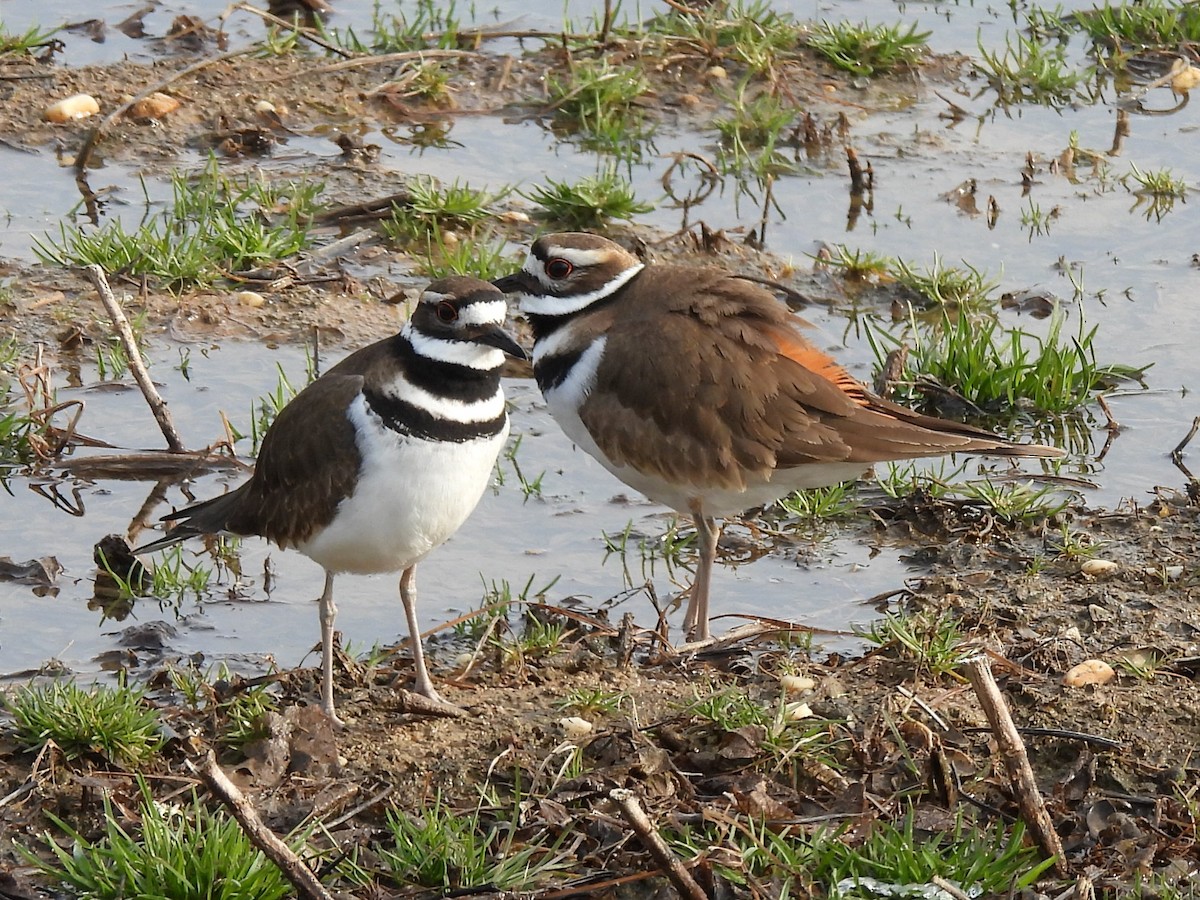 Killdeer - ML615652242