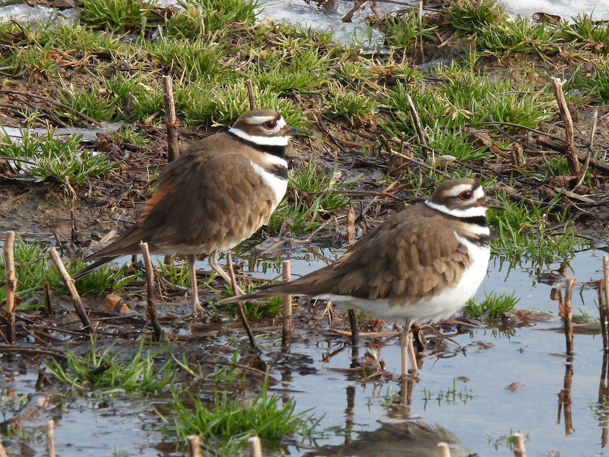 Killdeer - ML615652244