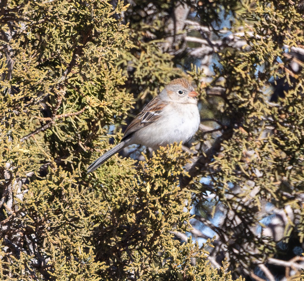 Field Sparrow - Ric Olson