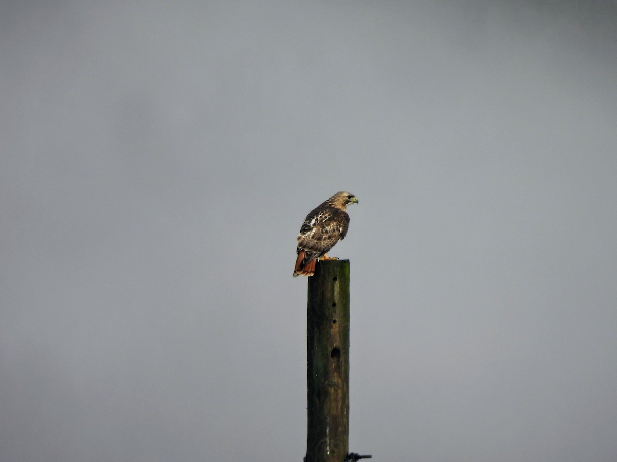 Red-tailed Hawk - ML615652328