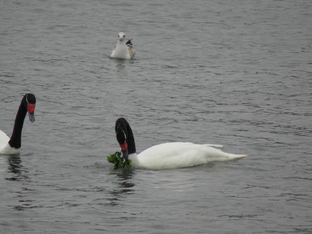 Black-necked Swan - Patricio Nieto Cahue