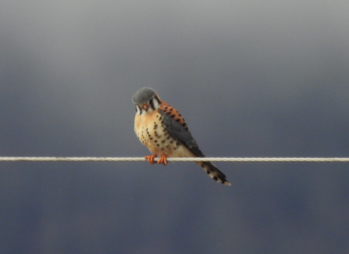 American Kestrel - ML615652340