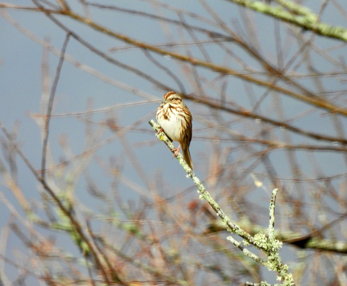 Song Sparrow - Renee Wienecke