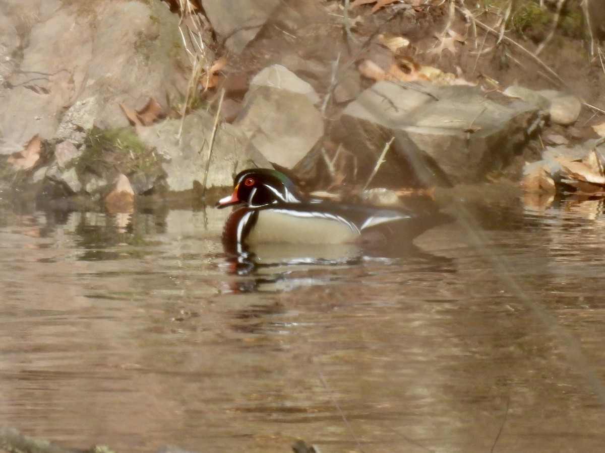 Wood Duck - Christopher Plummer