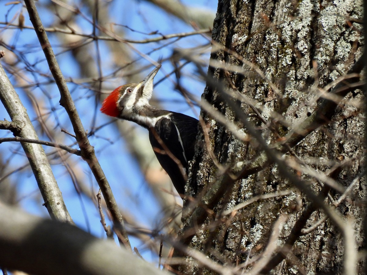 Pileated Woodpecker - Christopher Plummer