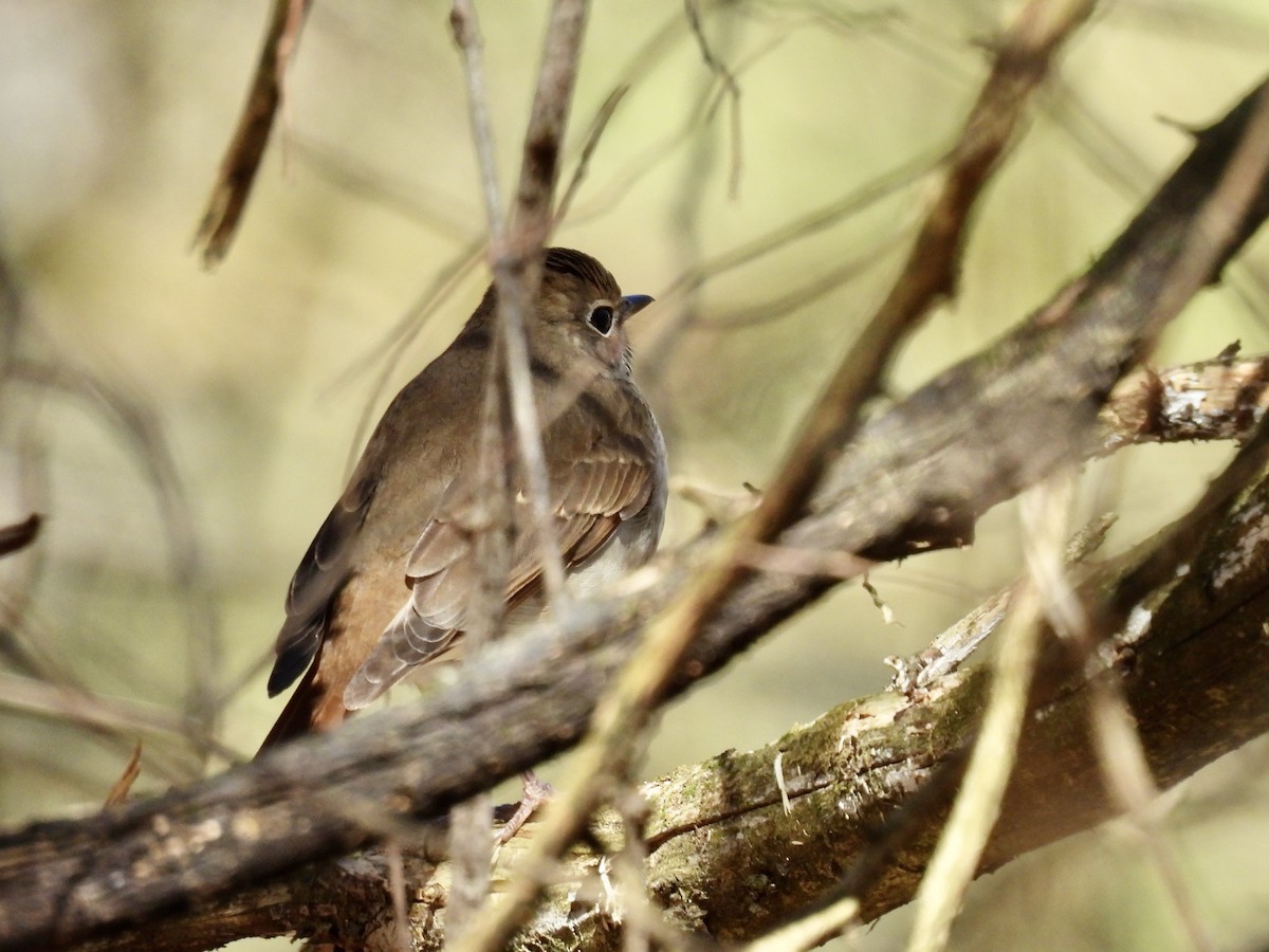 Hermit Thrush - Christopher Plummer