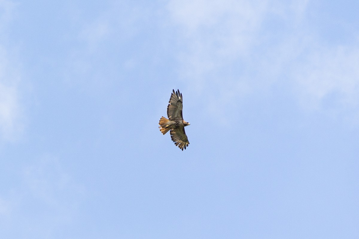 Red-tailed Hawk - ML615652574