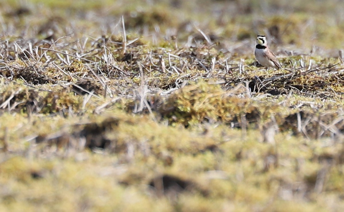 Horned Lark - ML615652626