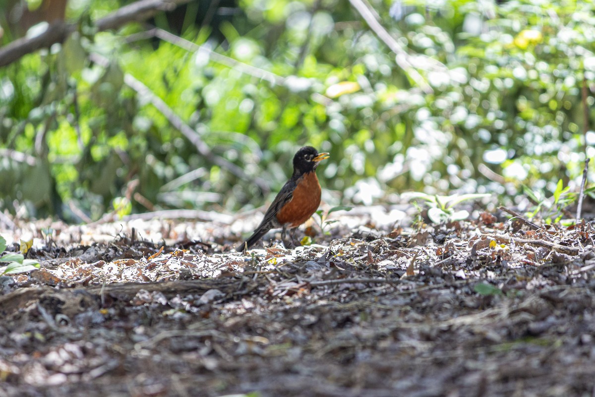 American Robin - ML615652627