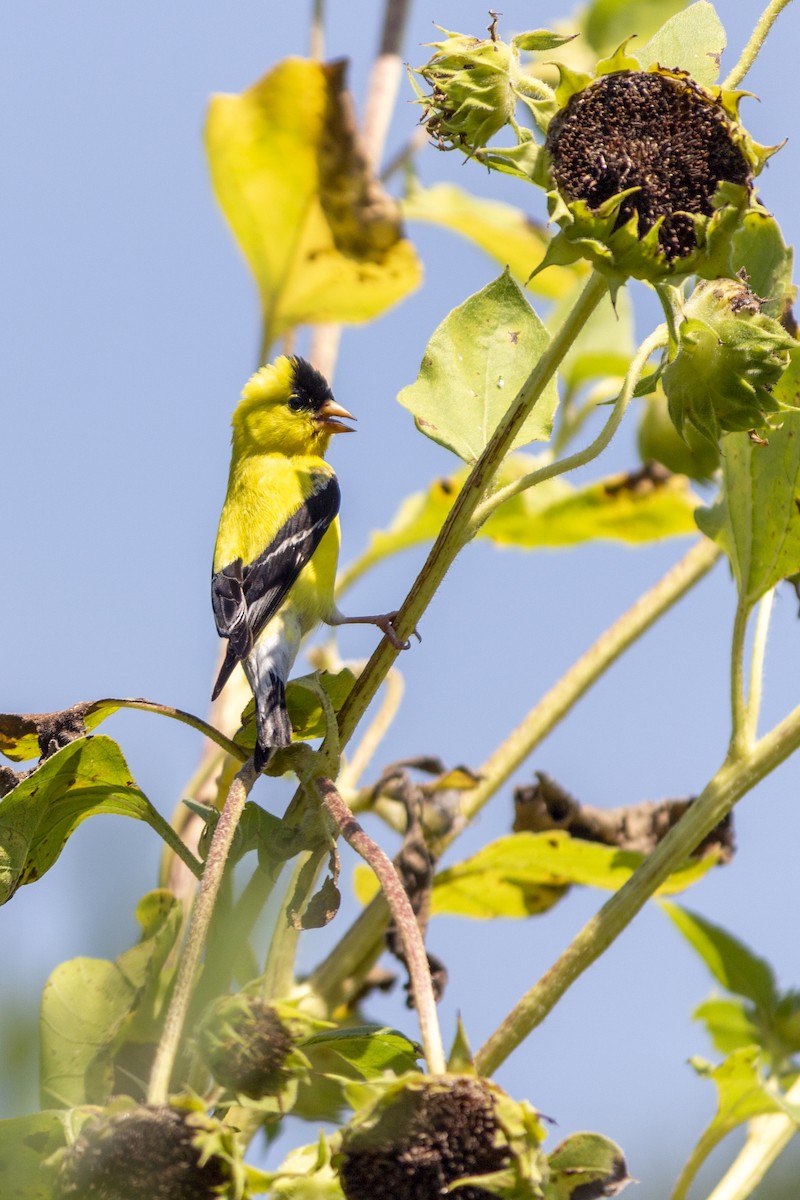 American Goldfinch - ML615652636