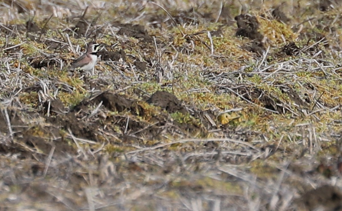 Horned Lark - ML615652638