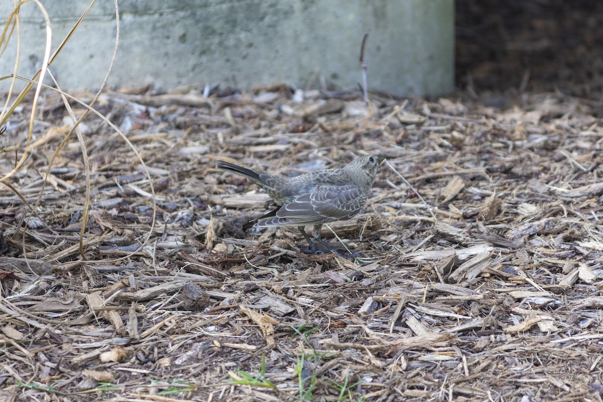 Brown-headed Cowbird - ML615652650