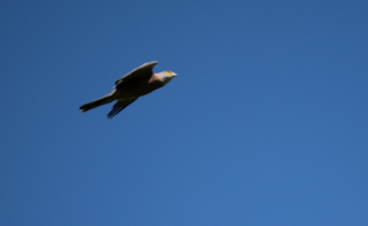 Fiji Goshawk - Forest Botial-Jarvis