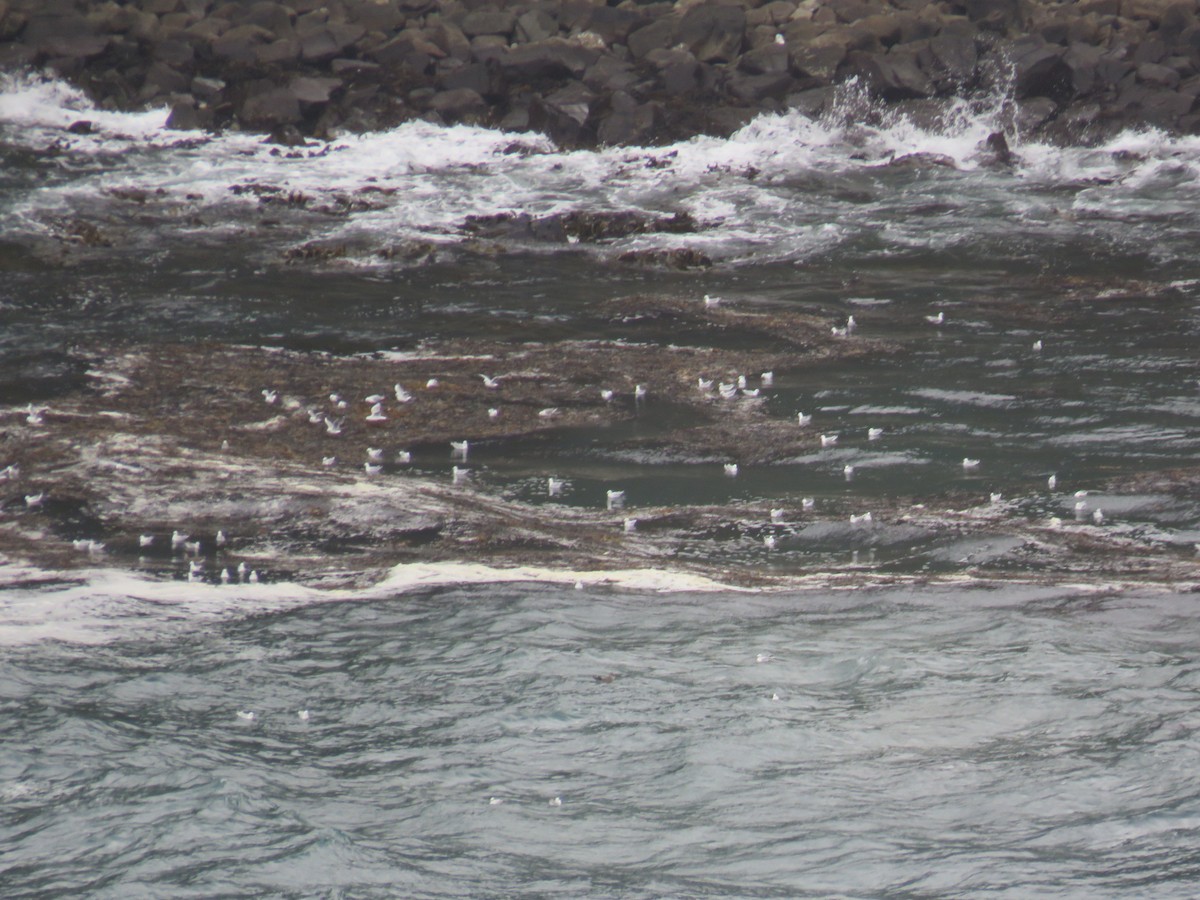 Silver Gull - ML615652660