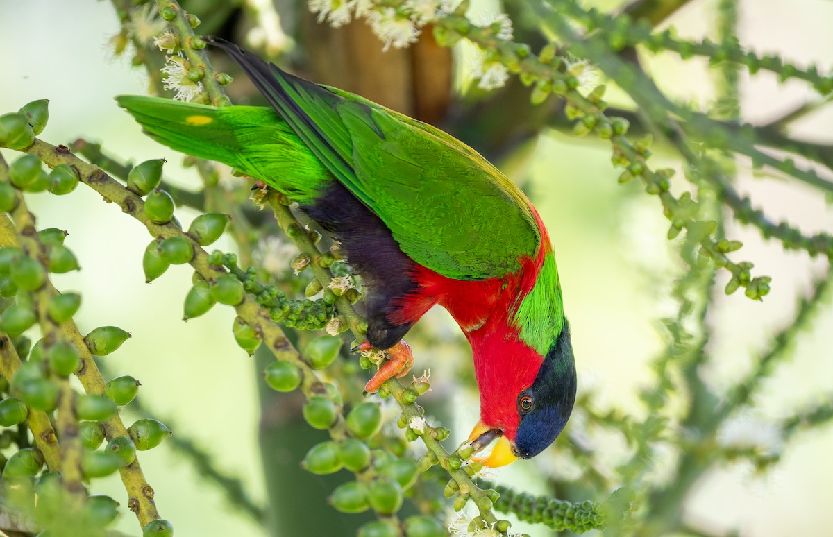 Collared Lory - Forest Botial-Jarvis