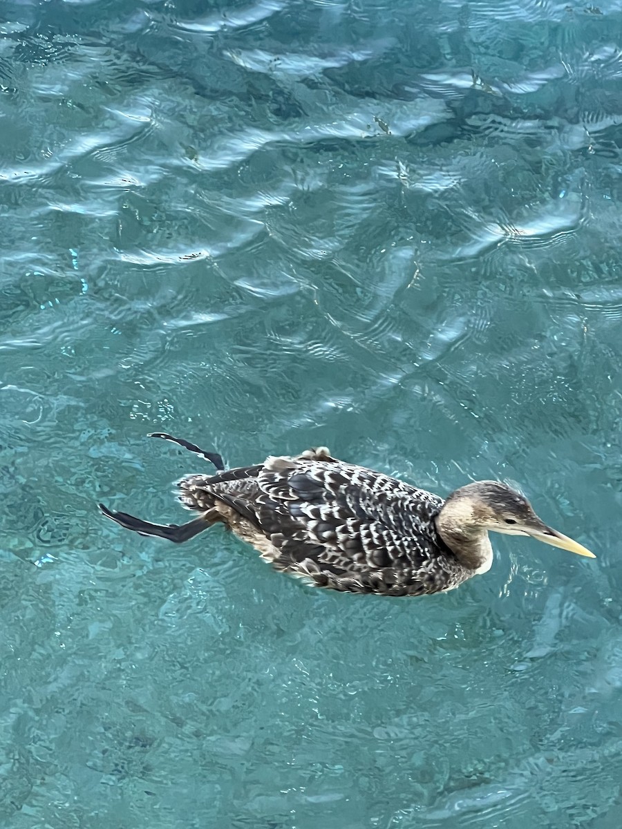 Yellow-billed Loon - ML615652693