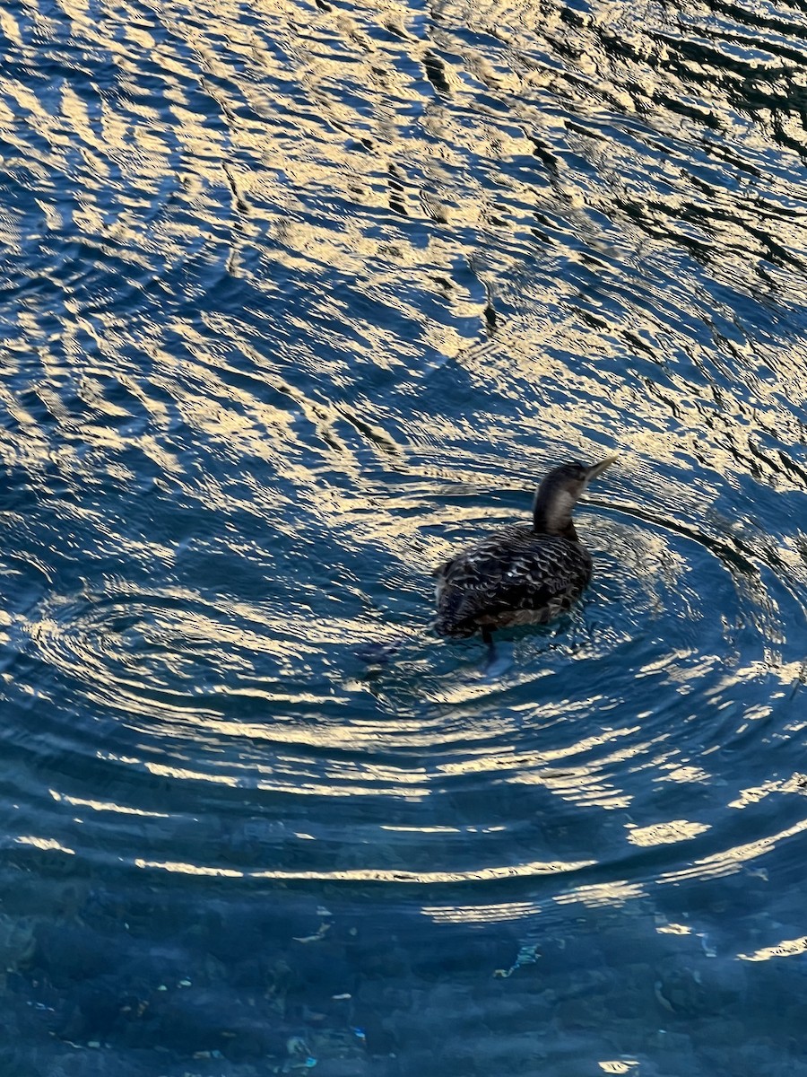 Yellow-billed Loon - ML615652698