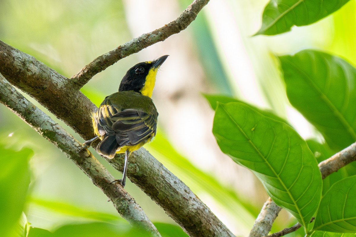 Fiji Whistler (Fiji) - Forest Botial-Jarvis