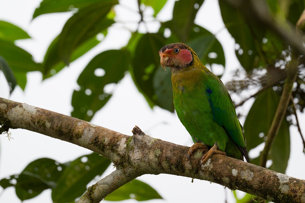 Rose-faced Parrot - ML615652712