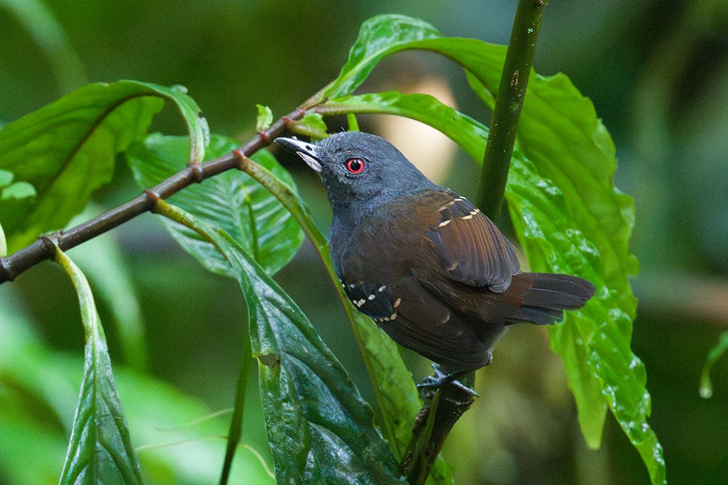 Esmeraldas Antbird - ML615652764