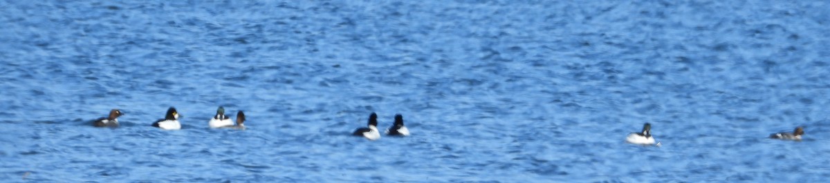 Common Goldeneye - ML615652794