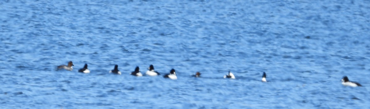 Common Goldeneye - ML615652795