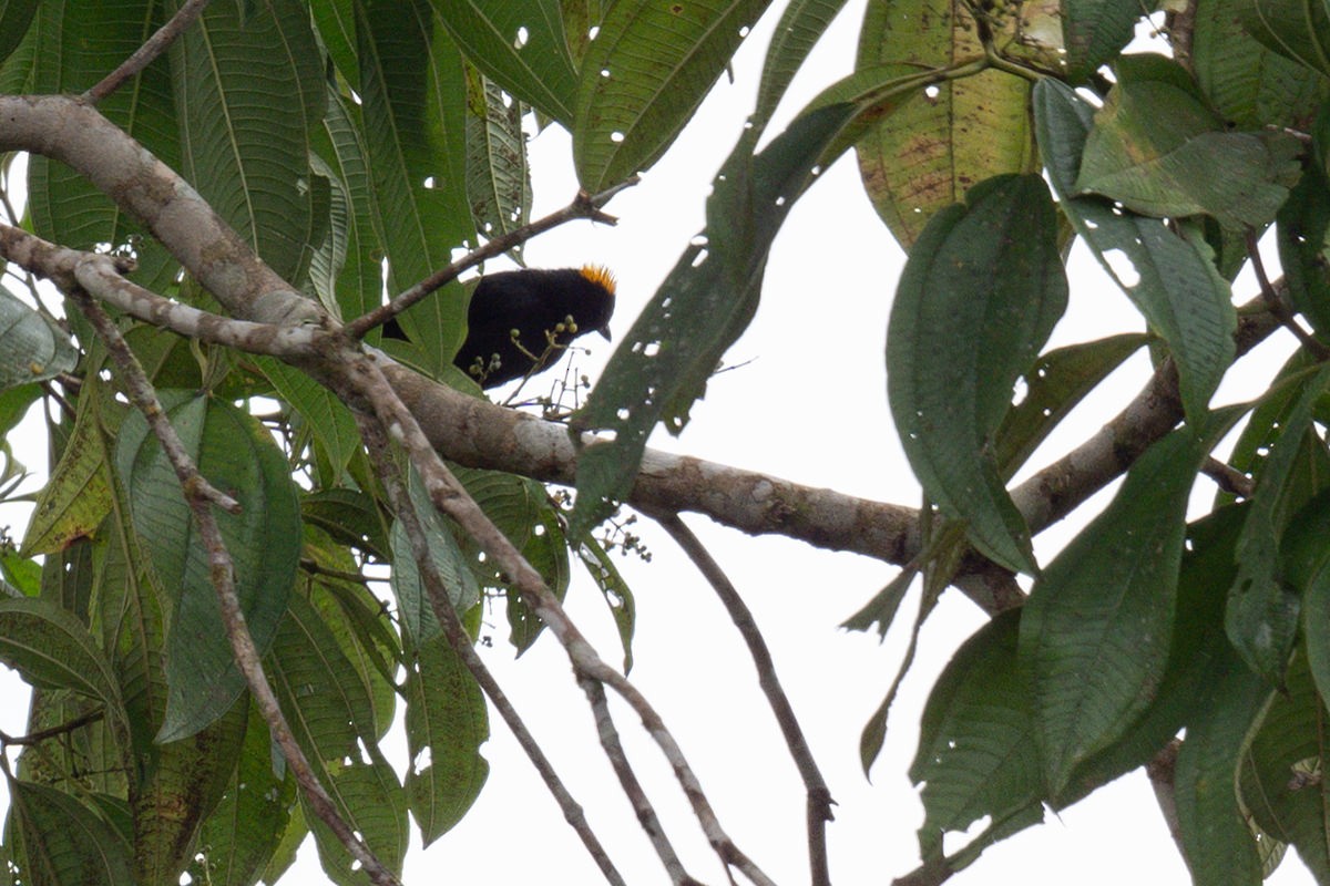 Tawny-crested Tanager - ML615652806