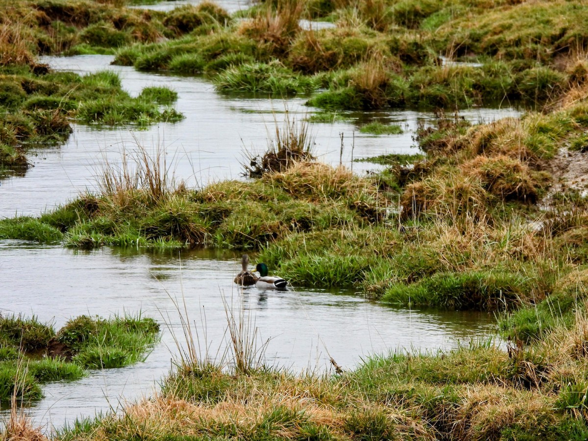 Mallard - Renee Wienecke